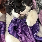 Livy joined the competition — help win amazing prizes! cat, black_and_white, sleeping, blanket, purple, paw, cozy, fur, whiskers, pet, indoor, resting, cute, animal, snuggling, relaxation, human_arm, soft, closeup, comfort