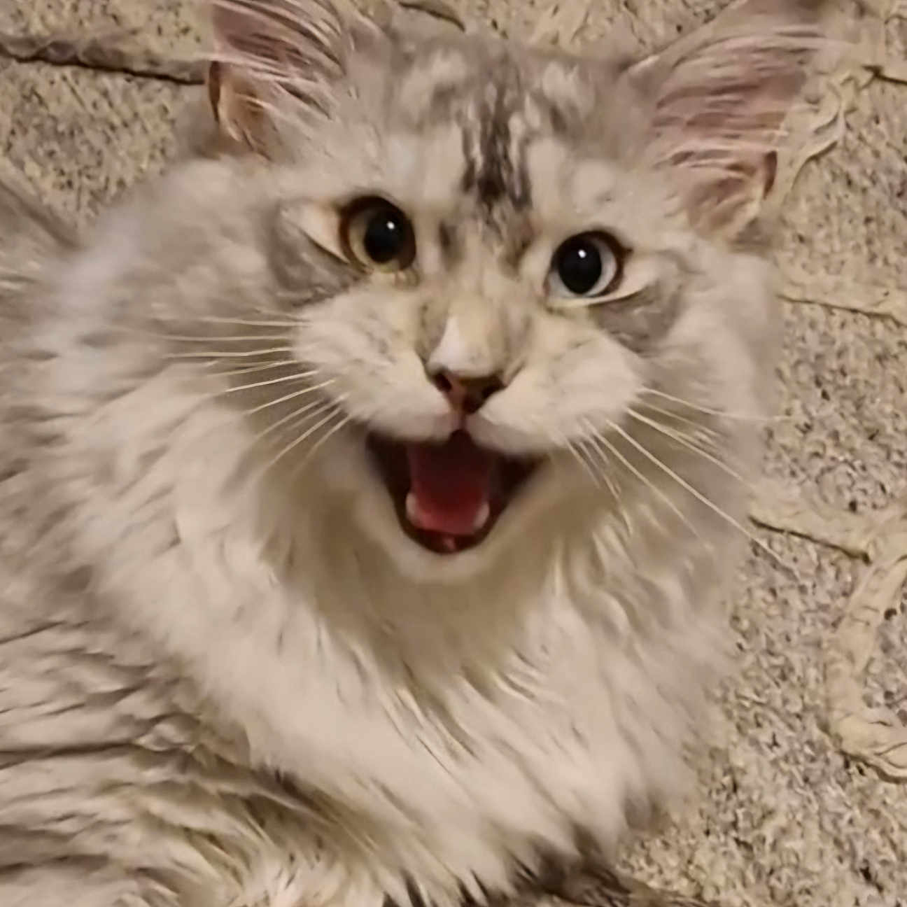 Odin is registered to the contest to win money with this photo: abyssinian, angora, animal, bodypart, cat, egyptiancat, face, head, kitten, manx, mouth, person, pet, siamese, snout, tongue