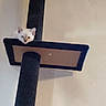 animal, carpeted, cat_tree, curious, cute, domestic_animal, feline, furniture, household, indoor, kitten, looking_down, pet, platform, play_structure, resting, vertical, wall, white_cat, young_cat