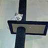 Duchess joined the competition — help win amazing prizes! animal, cat, cat_tree, curious, cute, domestic_cat, ears, eyes, feline, fur, indoor, kitten, looking, perch, pet, platform, small, wall, white_cat, young