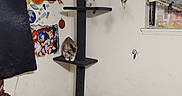Duchess is registered to the contest to win money with this photo: animal, bed, blanket, cat, cat_tree, clutter, curtains, decor, dreamcatcher, furniture, indoor, pet, pillow, poster, resting, room, sleeping, toy, wall, window
