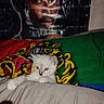 animal, bedroom, colorful, couch, curious, decor, fabric, face, feline, flash, indoor, kitten, lion_crest, pet, pillow, poster, resting, wall, white_cat, wide_eyes
