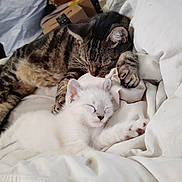 Duchess is registered to the contest to win money with this photo: cat, kitten, tabby_cat, sleeping, white_fur, striped_fur, pet, domestic_animal, cozy, blanket, indoor, resting, cute, animal, feline, closeup, paw, companion, relaxation, soft