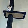 Duchess is registered to the contest to win money with this photo: animal, blue, cat, cat_tree, collar, curious, cute, ears, feline, fur, home, indoor, kitten, looking, perched, pet, playful, portrait, whiskers, young