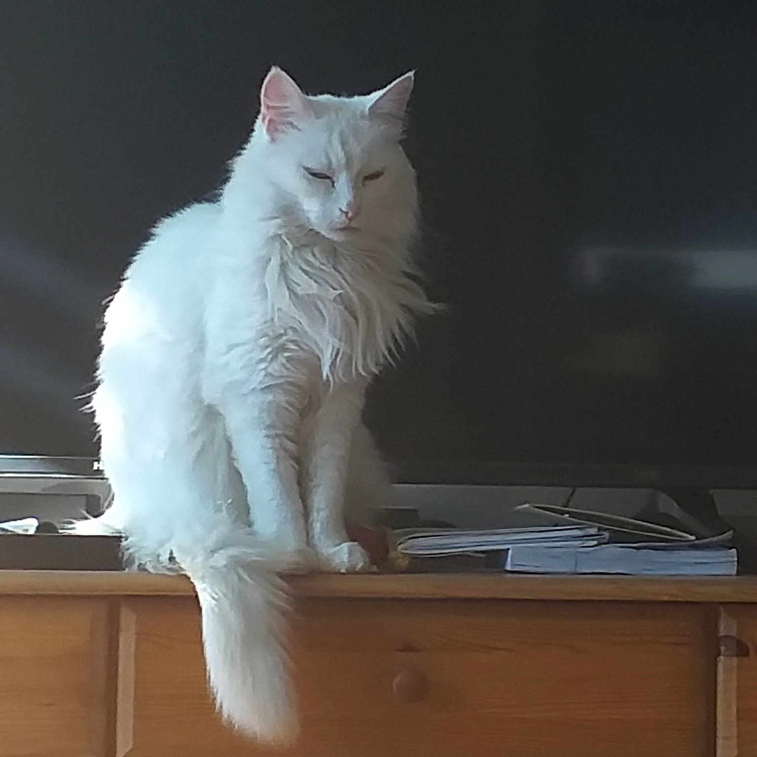 Blanchette