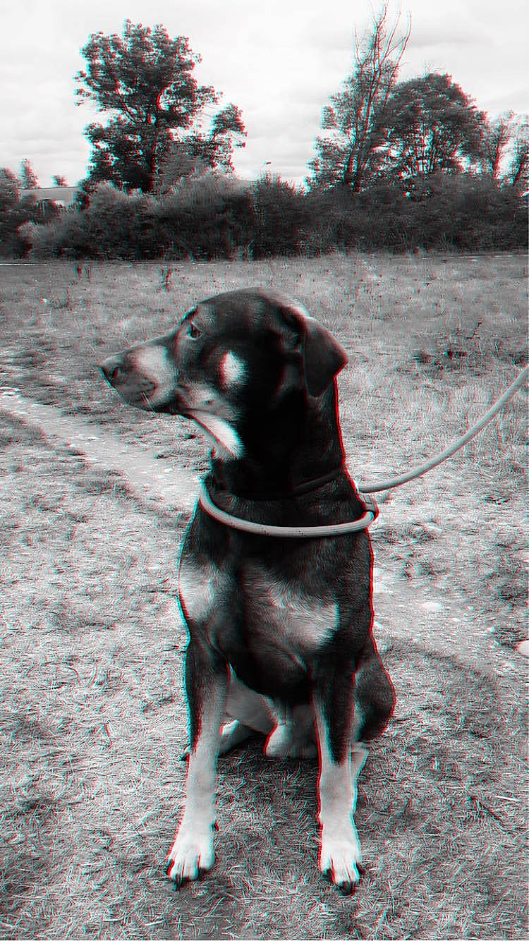 Sanka participe au concours pour gagner de l'argent avec cette photo : american_pit_bull_terrier, canidae, carnivore, dog, dog_breed, hunting_dog, mammal, patterdale_terrier, snout, sporting_group, tail, vertebrate