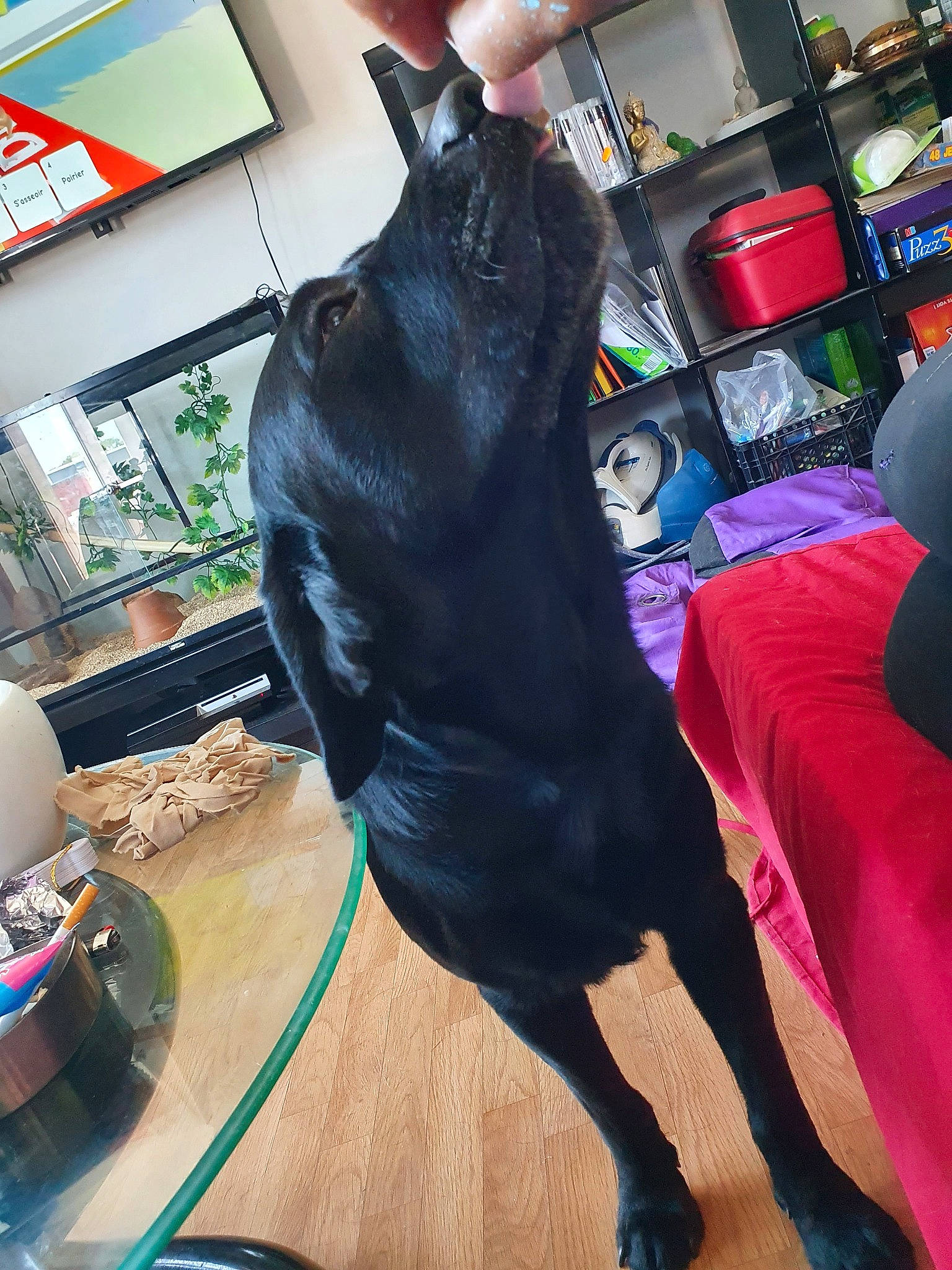 Max participe au concours pour gagner de l'argent avec cette photo : black, canidae, carnivore, companion_dog, dog, dog_breed, ear, formosan_mountain_dog, french_bulldog, great_dane, guard_dog, non_sporting_group, pink, snout, sporting_group