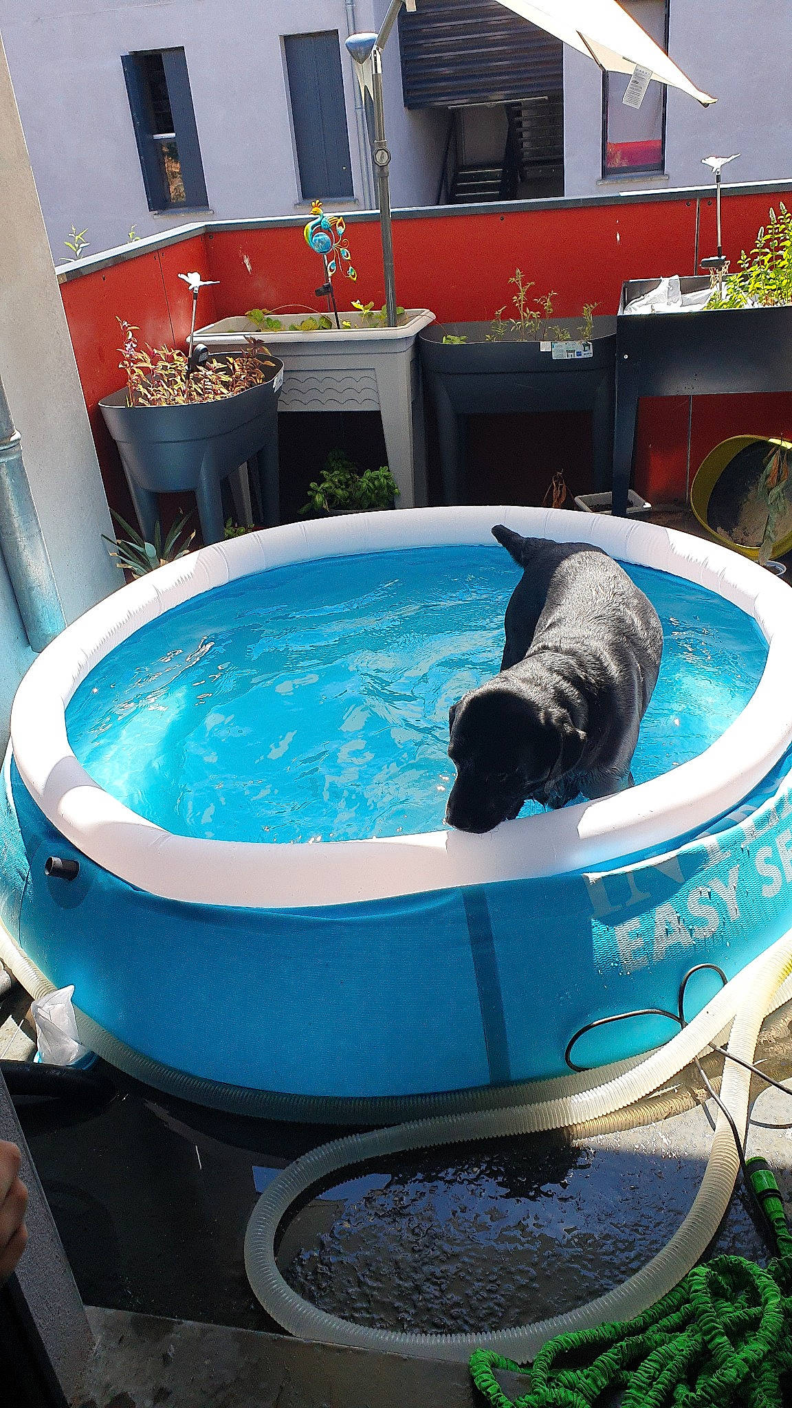 Max a rejoint le concours — aidez-le/la à gagner de superbes lots ! canidae, jacuzzi, leisure, sporting_group, swimming_pool, water