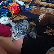 Molly is registered to the contest to win money with this photo: kitten, cat, tabby, pet, animal, clinging, leg, green_eyes, indoor, blanket, plush_toy, furniture, cozy, playful, fur, whiskers, cute, resting, human_leg, closeup