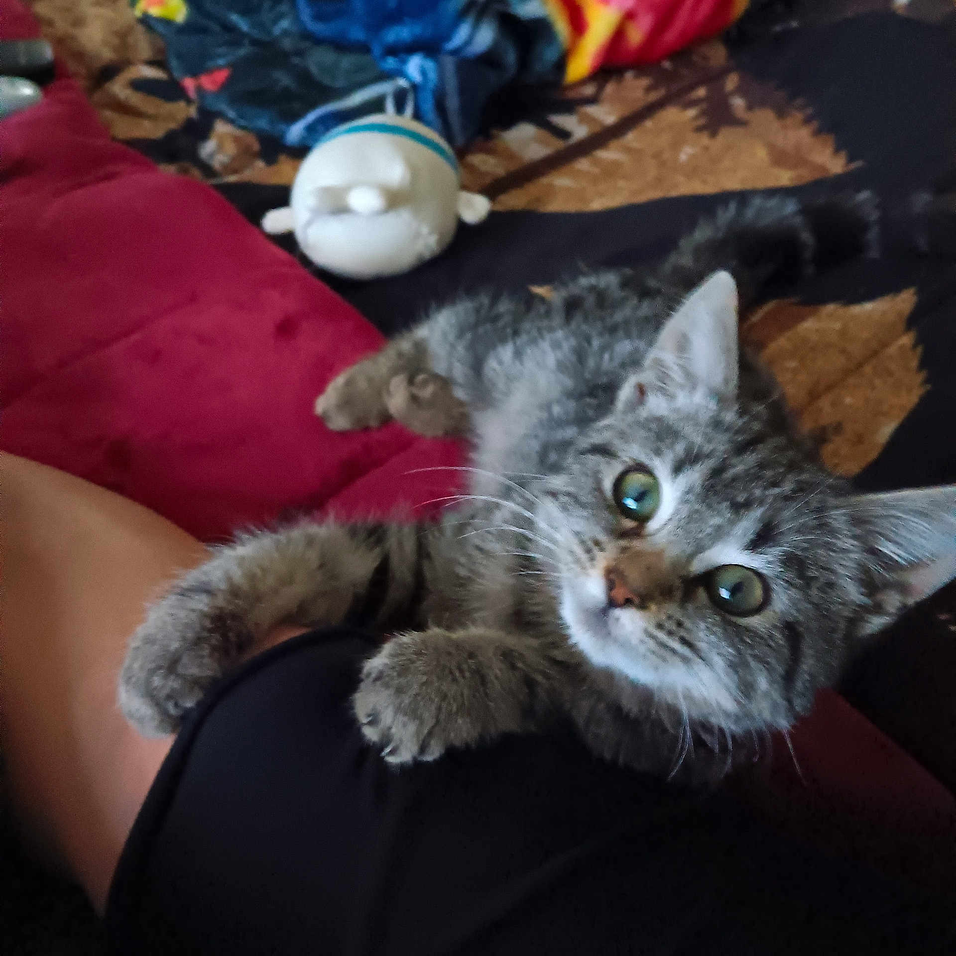 Molly is registered to the contest to win money with this photo: kitten, cat, tabby, pet, animal, indoor, cozy, blanket, plush_toy, leg, fur, cute, claws, whiskers, green_eyes, laying, resting, home, soft, curious