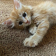 Penny Aka Lill Girl joined the competition — help win amazing prizes! kitten, cat, orange_cat, fluffy, carpet, paw, cute, pet, animal, young, indoor, fur, whiskers, relaxed, laying, closeup, curious, domestic_cat, young_cat, feline