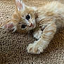 kitten, cat, orange_cat, fluffy, carpet, paw, cute, pet, animal, young, indoor, fur, whiskers, relaxed, laying, closeup, curious, domestic_cat, young_cat, feline
