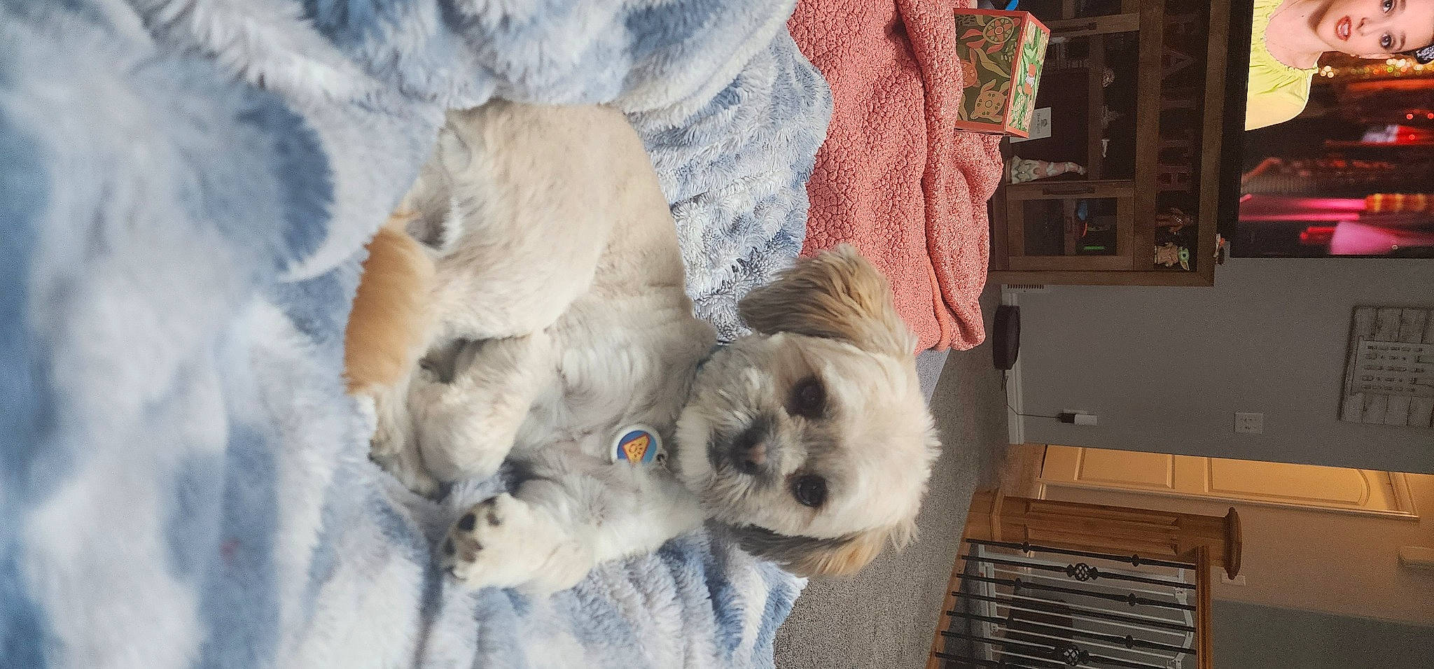 Obi is registered to the contest to win money with this photo: canidae, carnivore, comfort, companion_dog, dog, dog_breed, dog_supply, fawn, fur, maltepoo, pet_supply, picture_frame, shih_poo, small_terrier, snout, snow, sporting_group, terrier, toy_dog, working_animal