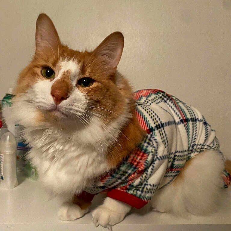 Teddy is registered to the contest to win money with this photo: animal, cat, close_up, cozy, cute, domestic_cat, feline, fluffy, house_pet, indoor, looking_up, mammal, orange_cat, paws, pet_clothing, plaid_sweater, portrait, soft_fur, whiskers, white_cat