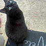 black_cat, cat, green_eyes, fur, tail, doormat, chalk_writing, concrete, outdoor, pet, looking_up, whiskers, curious, animal, domestic_cat, feline, sitting, close_up, nature, texture