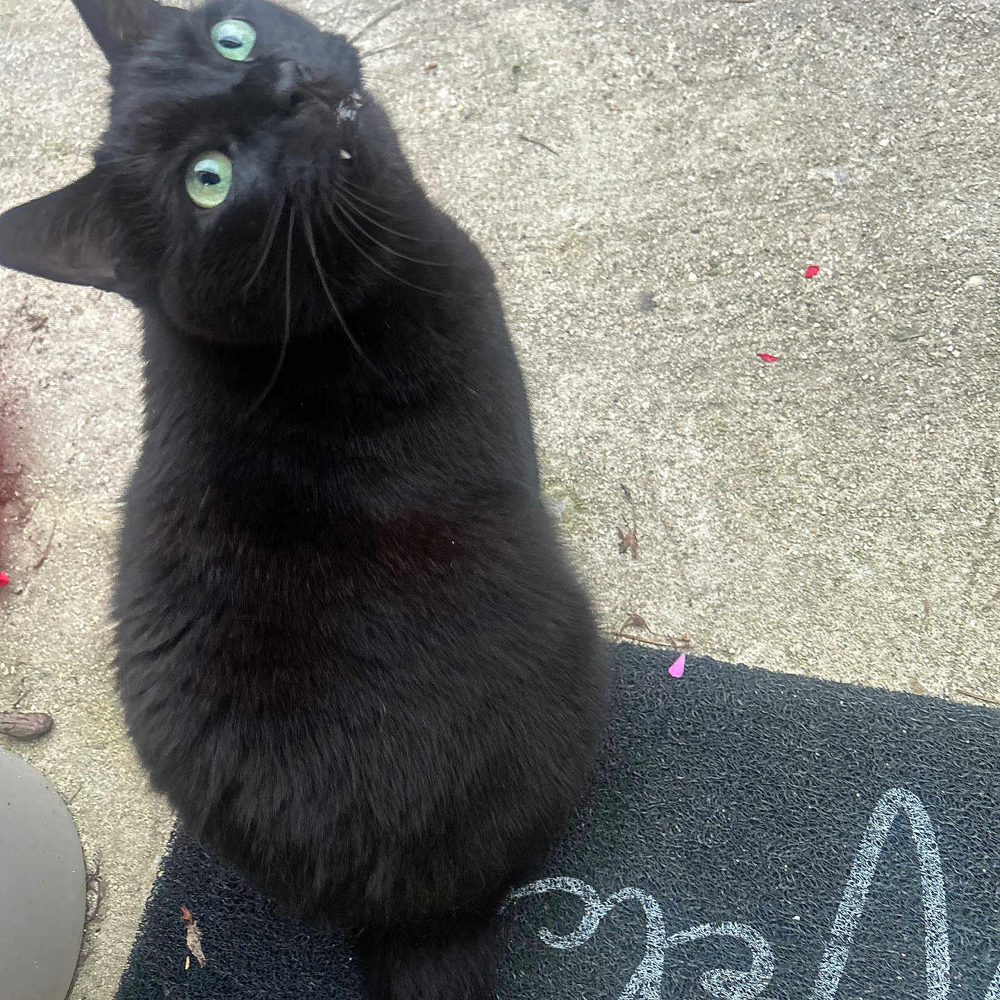 Ptit Crotte participe au concours pour gagner de l'argent avec cette photo : animal, black_cat, cat, chalk_writing, close_up, concrete, curious, domestic_cat, doormat, feline, fur, green_eyes, looking_up, nature, outdoor, pet, sitting, tail, texture, whiskers