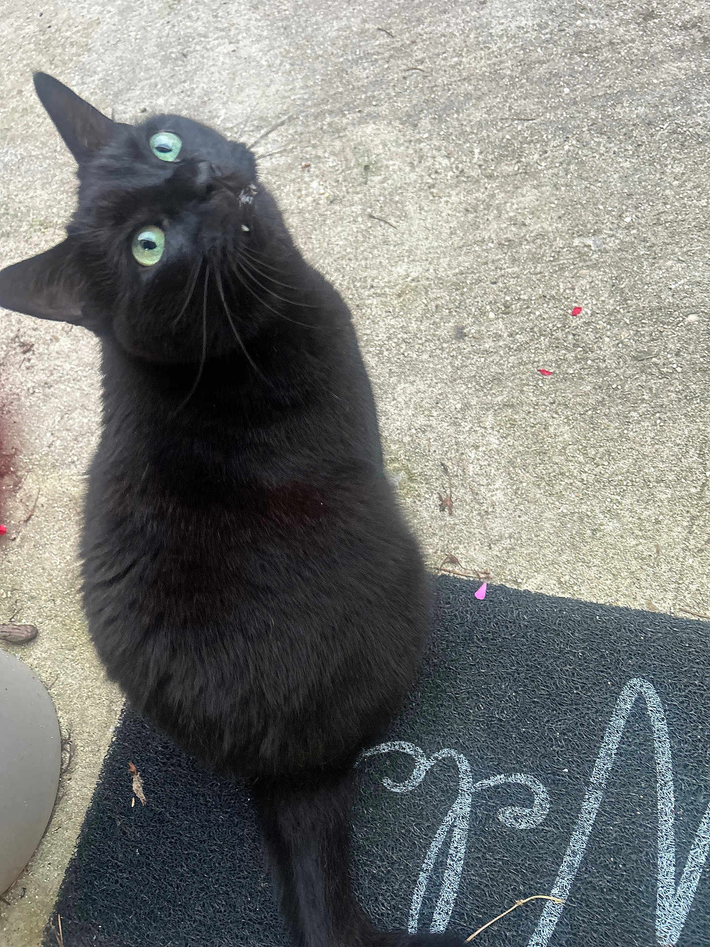 Ptit Crotte participe au concours pour gagner de l'argent avec cette photo : black_cat, cat, green_eyes, fur, tail, doormat, chalk_writing, concrete, outdoor, pet, looking_up, whiskers, curious, animal, domestic_cat, feline, sitting, close_up, nature, texture