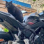 Ptit Crotte participe au concours pour gagner de l'argent avec cette photo : black_cat, motorcycle, outdoor, vehicle, pet, feline, seat, tire, exhaust_pipe, metal, wooden_fence, stone_wall, greenery, reflection, handlebar, side_mirror, curious, animal, domestic_cat, parked_vehicle