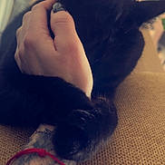 Ptit Crotte a rejoint le concours — aidez-le/la à gagner de superbes lots ! black_cat, cat, paw, tattoo, arm, hand, couch, furniture, indoor, pet, animal, close_up, cozy, texture, grip, furry, relaxation, home, domestic, comfort