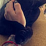 black_cat, cat, paw, tattoo, arm, hand, couch, furniture, indoor, pet, animal, close_up, cozy, texture, grip, furry, relaxation, home, domestic, comfort