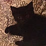 black_cat, kitten, pet, animal, feline, cute, sleeping, resting, indoor, blanket, pattern, soft, cozy, paw, ears, fur, young, small, lying_down, comfort