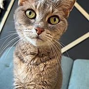 Chat a rejoint le concours — aidez-le/la à gagner de superbes lots ! animal, bowling_pin, cat, close_up, couch, cozy, curious, decor, domestic, feline, fur, furniture, green_eyes, indoor, pet, portrait, sitting, soft_fur, tabby, whiskers