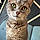 Chat