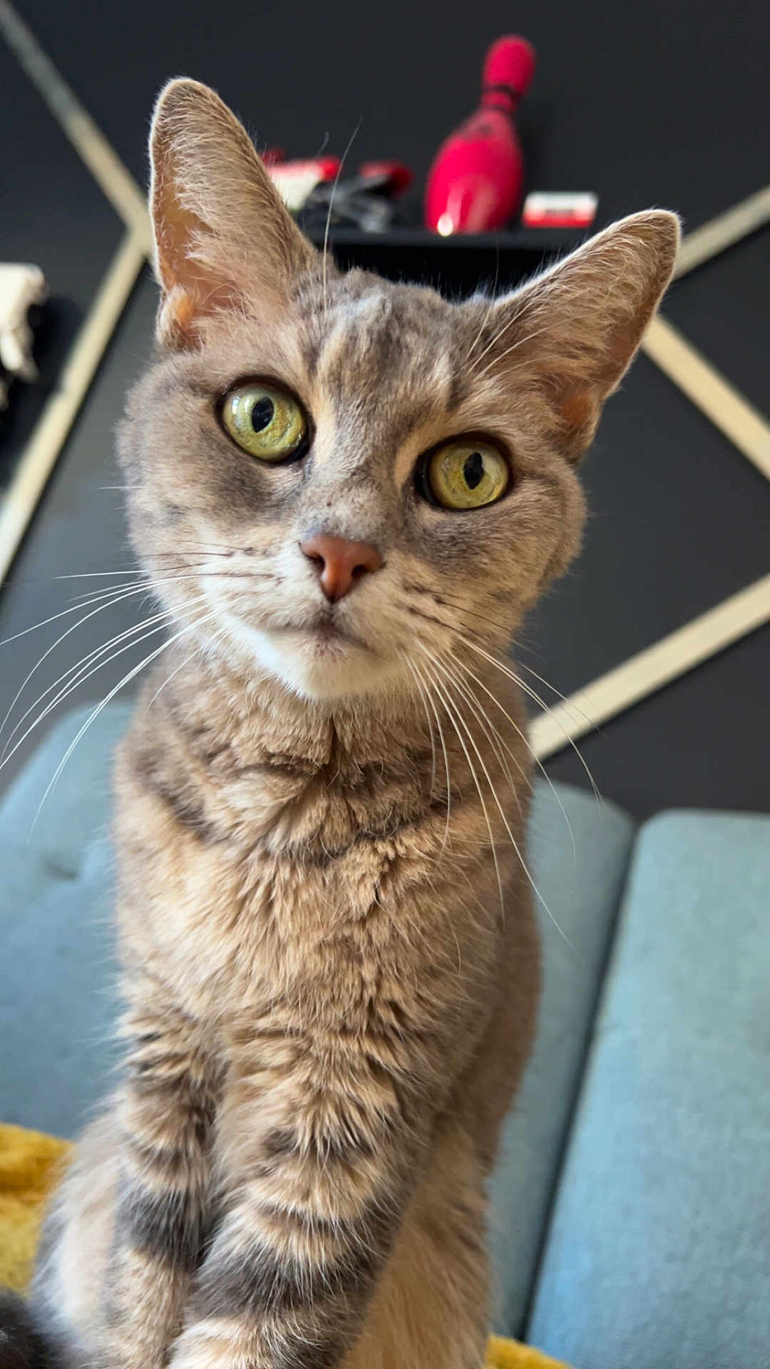 Chat