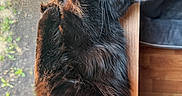Tairn is registered to the contest to win money with this photo: cat, black_cat, fluffy, windowsill, sunlight, green_eyes, relaxed, indoor, pet, feline, curious, cozy, wood, screen, window, animal, domestic, fur, resting, closeup