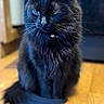 black_cat, cat, pet, animal, feline, fluffy, whiskers, indoor, wooden_floor, tail, ears, eyes, sitting, portrait, fur, domestic_cat, mammal, cute, house_pet, blurred_background