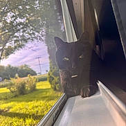 Tairn joined the competition — help win amazing prizes! black_cat, cat, windowsill, window_screen, sunlight, shadow, greenery, grass, outdoor, nature, pet, animal, feline, resting, curious, domestic_cat, daylight, closeup, indoor, quiet