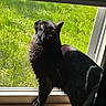 black_cat, cat, window, sunlight, green_grass, indoor, pet, animal, feline, looking_up, curious, shadow, wooden_window_sill, daylight, screen_window, domestic_cat, fur, whiskers, ears, nature_outside