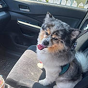 Bentley is registered to the contest to win money with this photo: dog, car_interior, passenger_seat, dog_tongue_out, fluffy_dog, gray_dog, white_dog, tan_dog, car_door, car_window, side_mirror, seatbelt_buckle, picket_fence, yellow_house, sign, pet_harness, sunlight, happy_dog, vehicle, roadside