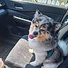 dog, car_interior, passenger_seat, dog_tongue_out, fluffy_dog, gray_dog, white_dog, tan_dog, car_door, car_window, side_mirror, seatbelt_buckle, picket_fence, yellow_house, sign, pet_harness, sunlight, happy_dog, vehicle, roadside