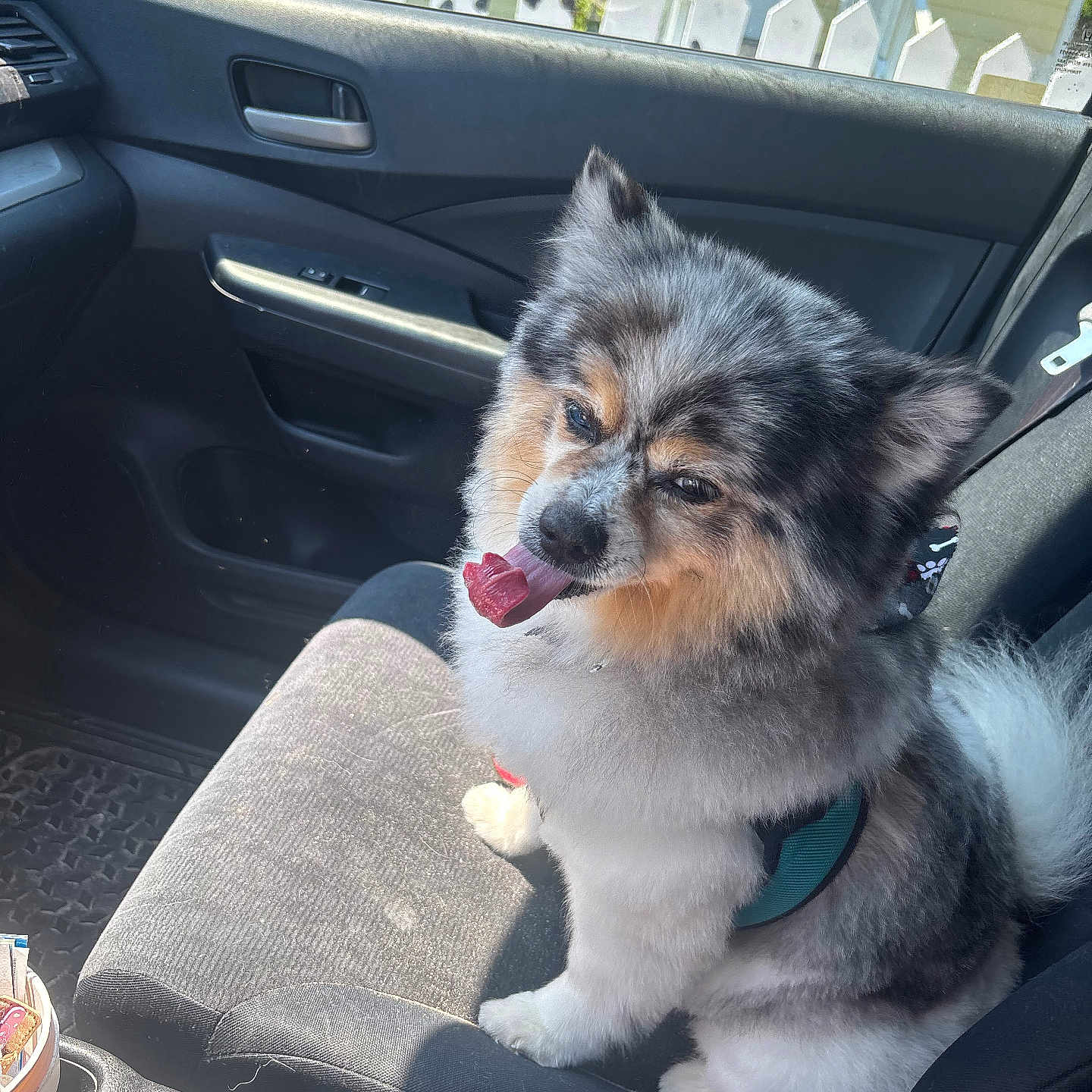 Bentley is registered to the contest to win money with this photo: dog, car_interior, passenger_seat, dog_tongue_out, fluffy_dog, gray_dog, white_dog, tan_dog, car_door, car_window, side_mirror, seatbelt_buckle, picket_fence, yellow_house, sign, pet_harness, sunlight, happy_dog, vehicle, roadside