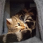 Moustache a rejoint le concours — aidez-le/la à gagner de superbes lots ! animal, cat, cat_condo, close_up, cozy, curled_up, cute, domestic_cat, eye, feline, fur, indoor, pet, resting, sleepy, soft_texture, striped, tabby_cat, tail, whiskers