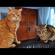 Moustache Et Fifi a rejoint le concours — aidez-le/la à gagner de superbes lots ! cat, orange_cat, tabby_cat, indoor, couch, leather, furniture, wooden_cabinet, curtains, window, pets, animal, domestic_cat, two_cats, closeup, sitting, feline, house, cozy, eyes