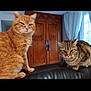 cat, orange_cat, tabby_cat, indoor, couch, leather, furniture, wooden_cabinet, curtains, window, pets, animal, domestic_cat, two_cats, closeup, sitting, feline, house, cozy, eyes