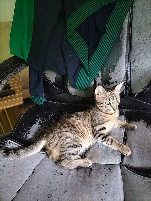 Cristal participe au concours pour gagner de l'argent avec cette photo : bag, carnivore, cat, comfort, domestic_short_haired_cat, door, felidae, fur, human_leg, lap, luggage_and_bags, metal, nap, paw, sitting, sleep, small_to_medium_sized_cats, tail, whiskers