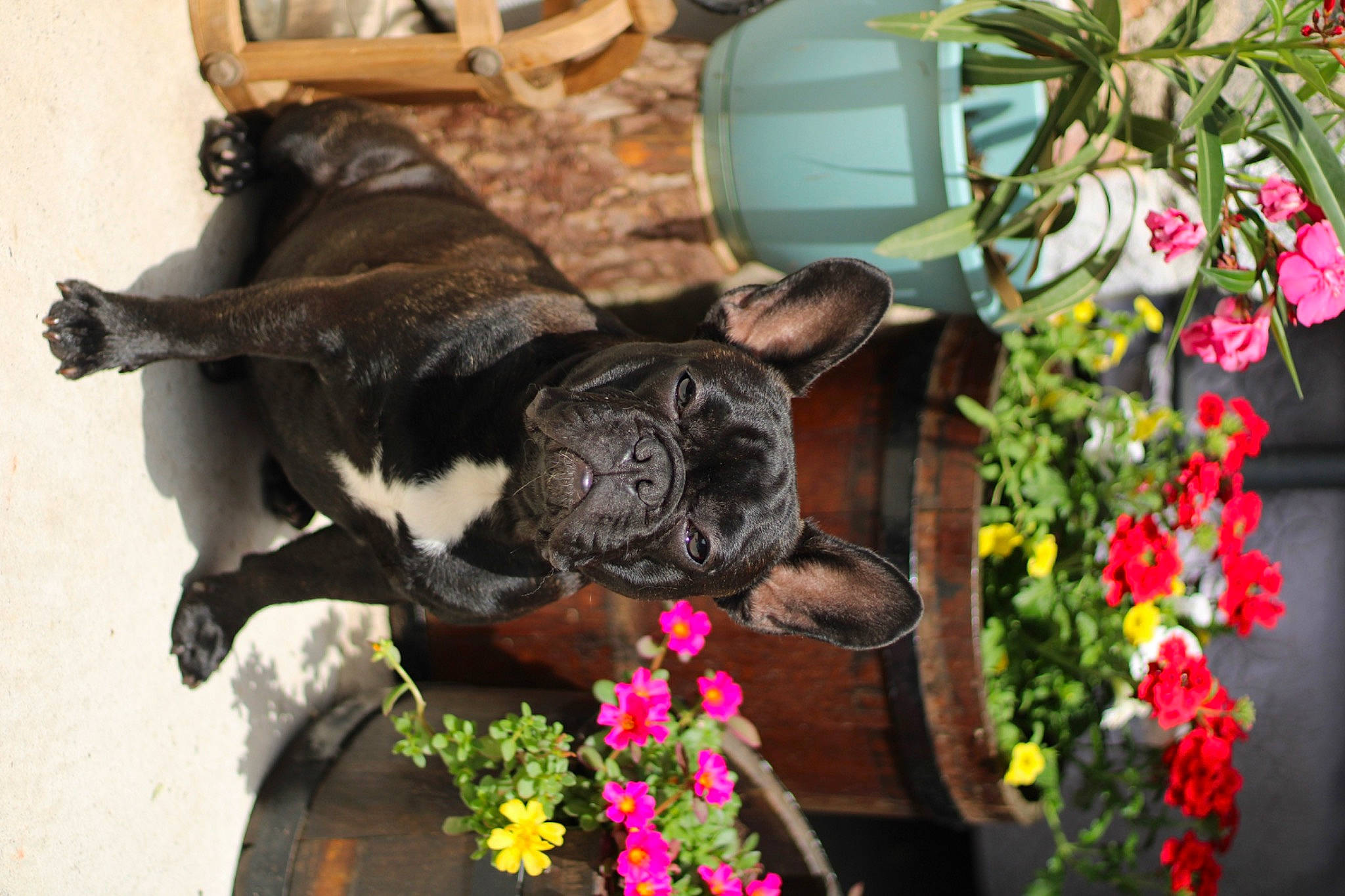 Bruce participe au concours pour gagner de l'argent avec cette photo : annual_plant, building, carnivore, companion_dog, dog, dog_breed, fawn, felidae, flower, flower_arranging, flowerpot, garden, houseplant, lawn_ornament, petal, plant, sculpture, small_to_medium_sized_cats, window, working_animal