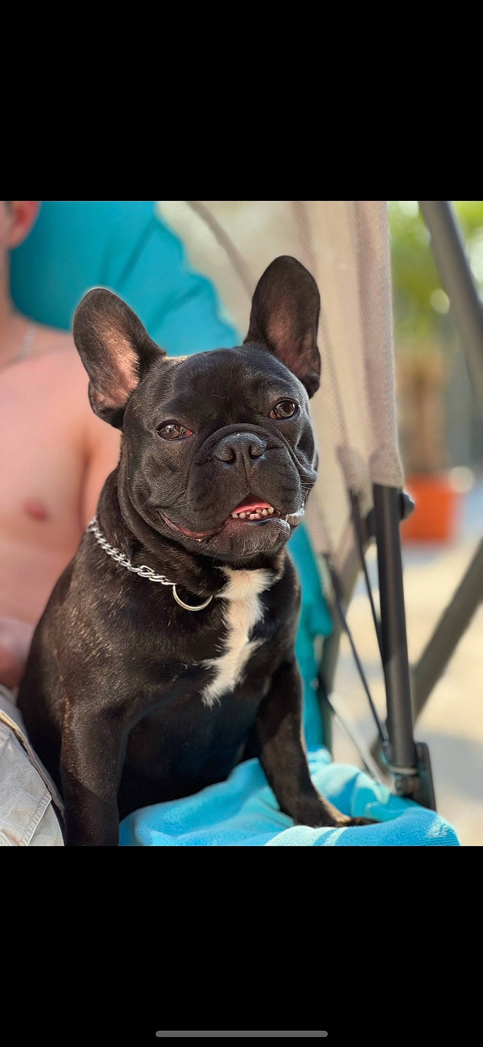 Bruce a rejoint le concours — aidez-le/la à gagner de superbes lots ! bulldog, canidae, carnivore, collar, companion_dog, dog, dog_breed, dog_collar, ear, fawn, french_bulldog, fur, non_sporting_group, puppy, snapshot, snout, sporting_group, toy_dog, whiskers, working_animal