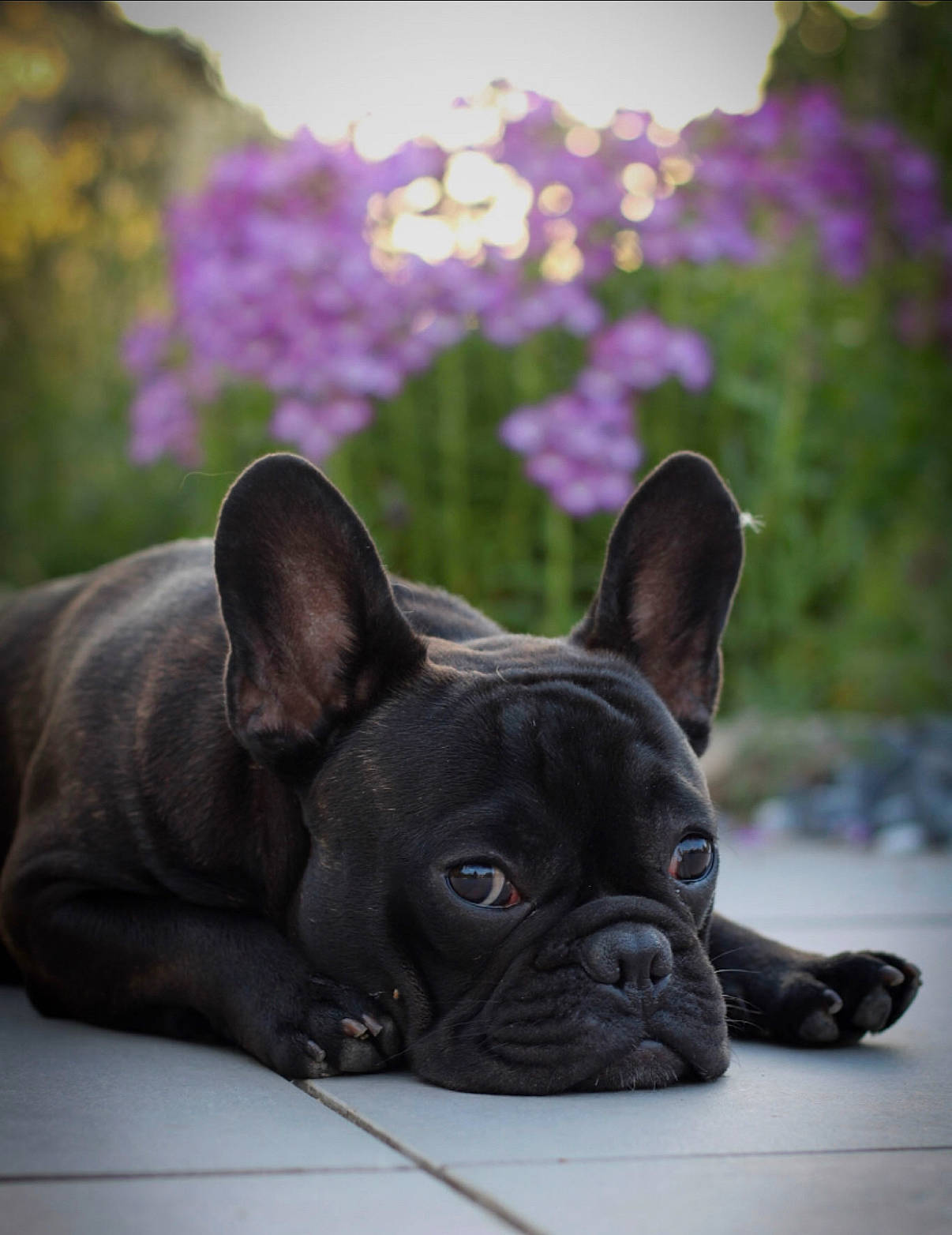 Bruce a rejoint le concours — aidez-le/la à gagner de superbes lots ! bulldog, carnivore, companion_dog, dog, dog_breed, ear, fawn, flower, french_bulldog, grass, mammal, plant, snout, sporting_group, terrestrial_animal, toy_dog, vertebrate, whiskers, working_animal, wrinkle