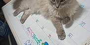 Pookie is registered to the contest to win money with this photo: animal, calendar, cat, closeup, colorful, domestic, feline, fluffy, furniture, hand, indoor, markers, pet, planning, relaxing, resting, schedule, table, whiteboard, writing