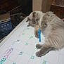 calendar, cat, closeup, clutter, cozy, domestic, fluffy, furniture, household, indoor, marker, paw, pen, pet, planning, relaxed, schedule, table, whiteboard, writing