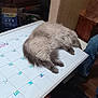 calendar, cat, cozy, fluffy, footwear, furniture, gray_fur, home, indoor, jeans, marker, paw, person, planning, relaxed, sleeping, table, whiteboard, wood_floor, writing