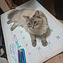 blue_eyes, calendar, cat, closeup, clothing, domestic_cat, furniture, furry, hand, indoor, marker, pen, person, planner, relaxing, sitting, table, whiteboard, wood_floor, writing