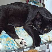 Tux is registered to the contest to win money with this photo: animal, bed, black_and_white, cat, close_up, cushion, feline, fur, indoors, lounging, lying_down, patterned_fabric, paws, pet, playful, portrait, relaxed, tuxedo_cat, whiskers, yellow_eyes
