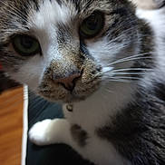 Sassor joined the competition — help win amazing prizes! animal, blurred_background, cat, close_up, curious, cute, domestic_cat, eyes, face, feline, fur, indoor, looking, nose, pet, portrait, soft_fur, tabby, whiskers, white_paw