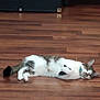 animal, cat, collar, cute, domestic_cat, ears, flooring, furniture, indoor, lying_down, pet, playful, relaxed, resting, storage_box, tabby, tail, whiskers, white_fur, wooden_floor
