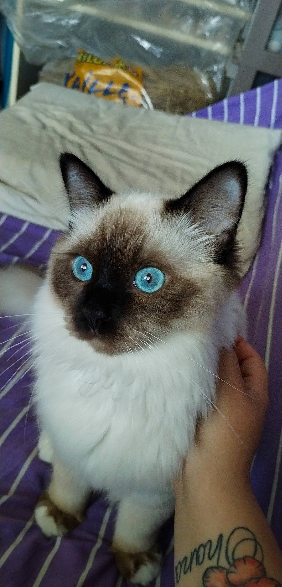 Skippy participe au concours pour gagner de l'argent avec cette photo : balinese, birman, carnivore, cat, electric_blue, eye, fawn, felidae, fur, iris, siamese, small_to_medium_sized_cats, snout, terrestrial_animal, thai, whiskers